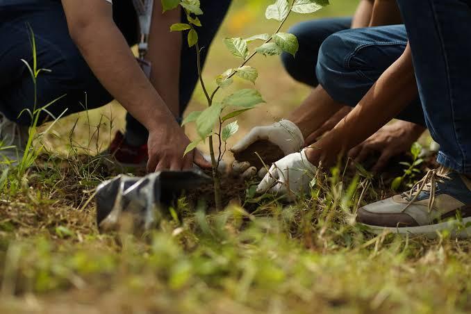 Plantation Drive